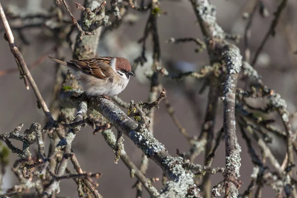 Sparrow egy ágat. Tavaszi — Stock Fotó