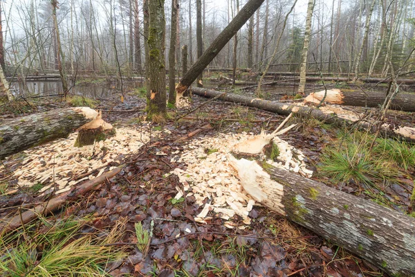 The trees tumbled down by beavers