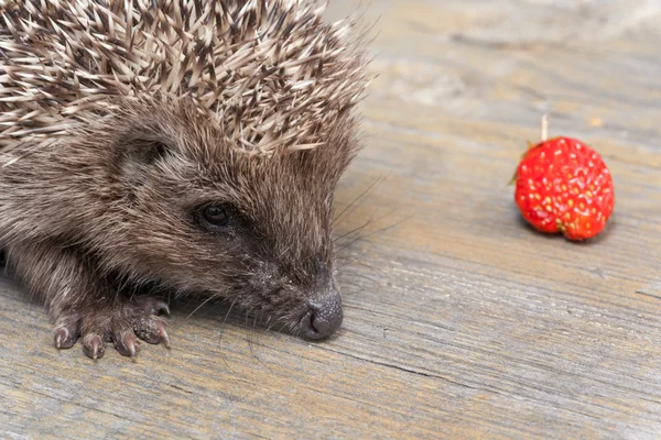 Small hedgehog with a strawberry — Stock Photo, Image