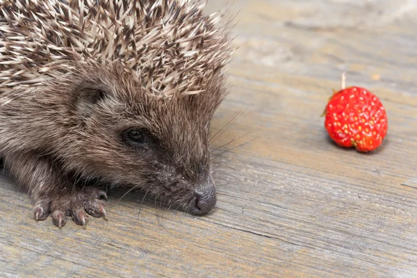 Petit hérisson à la fraise — Photo