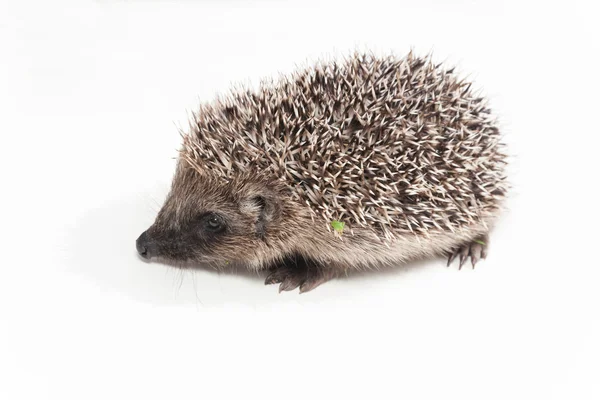 Igel auf weißem Hintergrund — Stockfoto