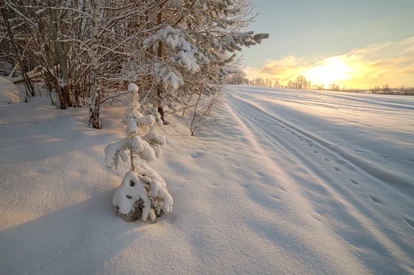 Ağaçlar karla kaplı bir kış alan eşiğinde