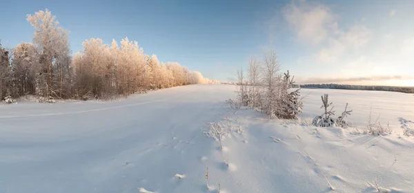 Деревья на краю зимнего заснеженного поля — стоковое фото