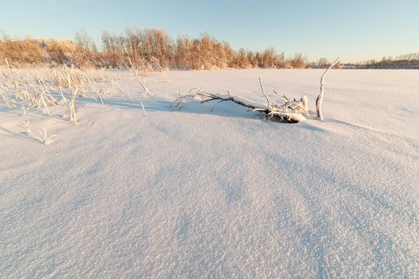 Alberi sulla riva del lago invernale ghiacciato . — Foto Stock