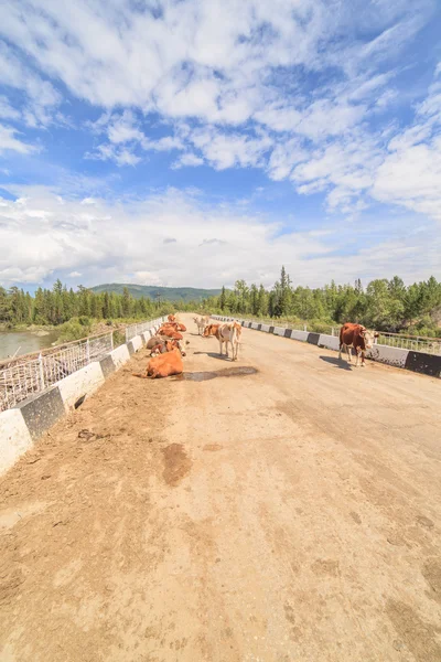 The herd of cows has a rest on the bridge. — Stock Photo, Image