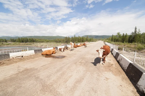 The herd of cows has a rest on the bridge. — Stock Photo, Image