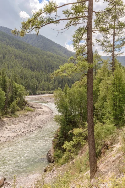 Melez (bitki) kayalık üzerinde göller baykal korumak. 