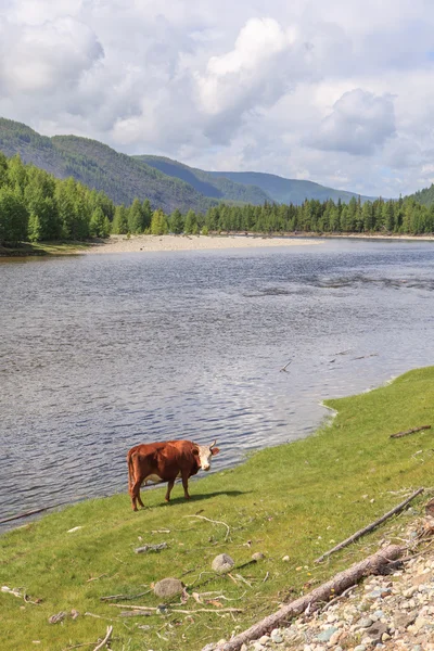 Kuh am Gebirgsfluss Irkut im ostsaarischen Gebirge. — Stockfoto