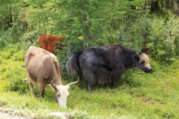 The herd of yaks is grazed in foothills of East Sayan mountains. — Stock Photo, Image