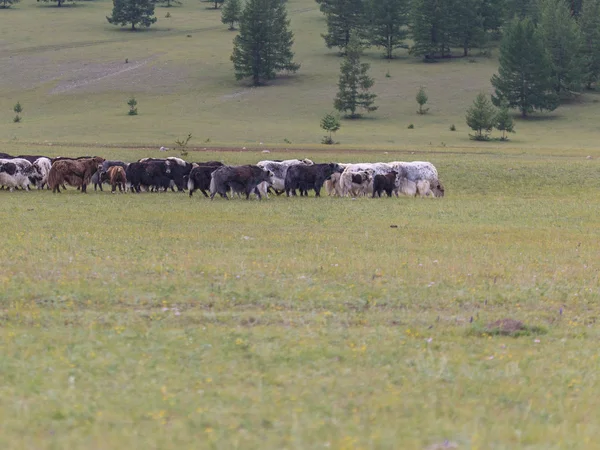 The herd of yaks is grazed in foothills of East Sayan mountains. — Stock Photo, Image