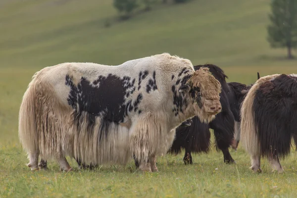 Yaks sürüsü Doğu Sayan Dağları'nın eteklerinde sıyrılmak.