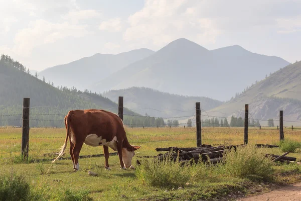 Fence for cows and yaks in mountains. — Stock Photo, Image