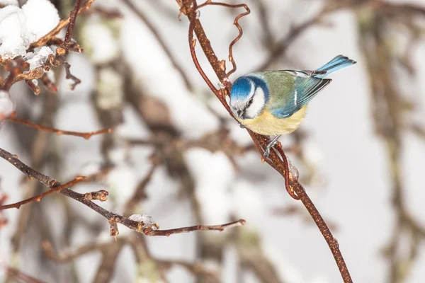 Titmouse siedzi na gałęzi — Zdjęcie stockowe