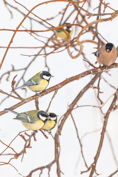 Birds sitting on branches in the winter