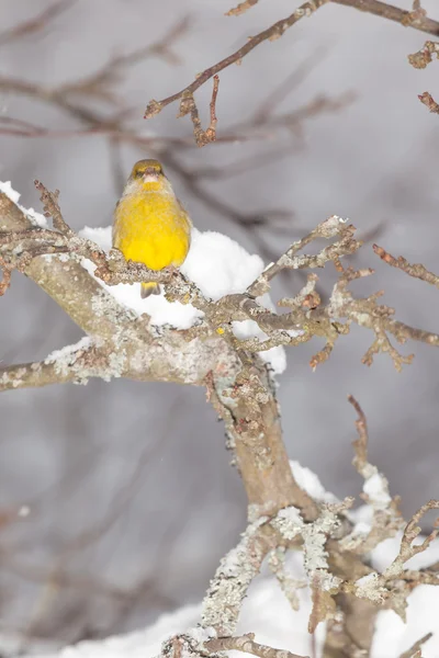 Pássaro sentado em branche no inverno — Fotografia de Stock