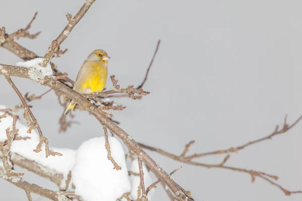 Vogel zittend op branche in de winter — Stockfoto