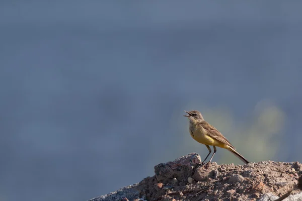 Pássaro sentado em uma pedra — Fotografia de Stock