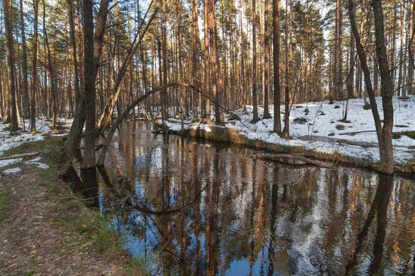 Rivière en bois de printemps. paysage — Photo