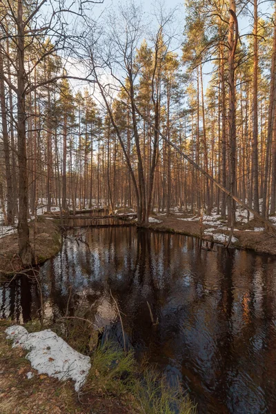 Rivière en bois de printemps. paysage — Photo
