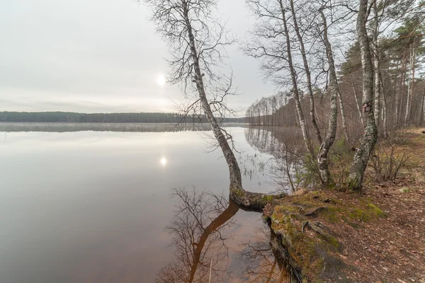 Bäume am Ufer des Herbstsees — Stockfoto