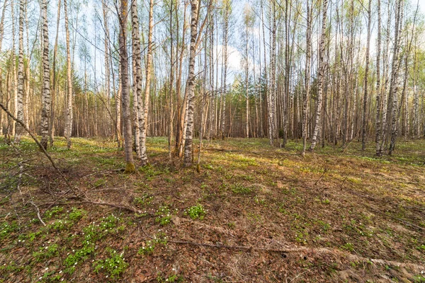 Bahar ormanda. bir bahar manzara