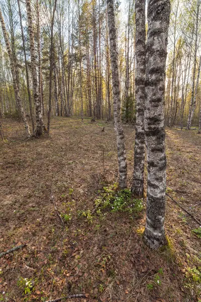 En bois de printemps. Un paysage printanier — Photo