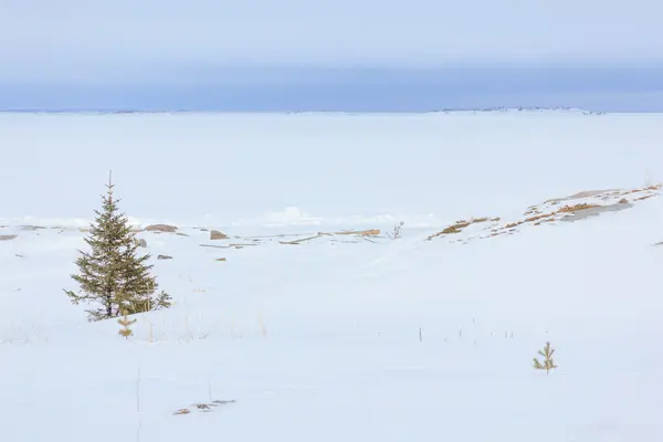 冬の海の海岸で雪。自然の背景 — ストック写真