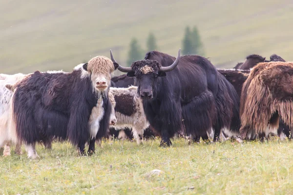 Die Herde der Yaks weidet in den Ausläufern des ostsaarischen Gebirges. lizenzfreie Stockbilder