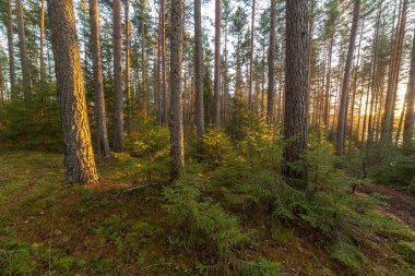 İçinde çam tahtaya bir gün batımı