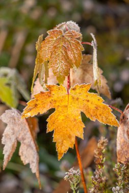 Akçaağaç sayfasýnda hoarfrost. Doğal bir arka plan