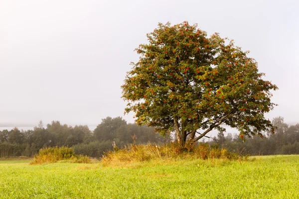 Uma árvore em um campo oblíquo — Fotografia de Stock