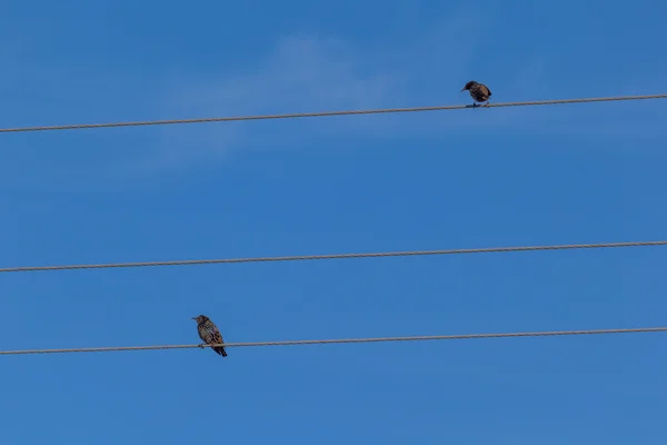 Starlings sentados em fios . — Fotografia de Stock