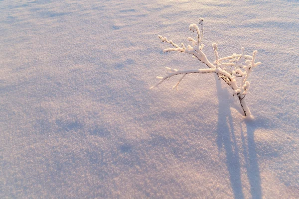 Alberi sulla riva del lago invernale ghiacciato . — Foto Stock