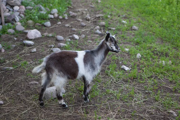 Get på en gårdsplan — Stockfoto