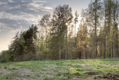 Ahşap sahasında. Bir bahar manzara 