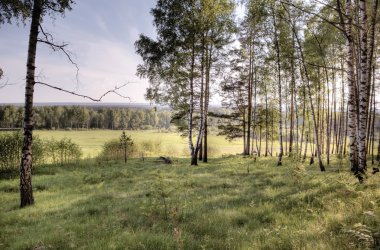 Orman manzarası, yaz ahşap ışığında