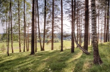 Orman manzarası, yaz ahşap ışığında