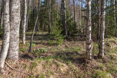 Bahar ormanda. bir bahar manzara