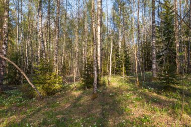 Bahar, güneş ahşap. Bir bahar manzara