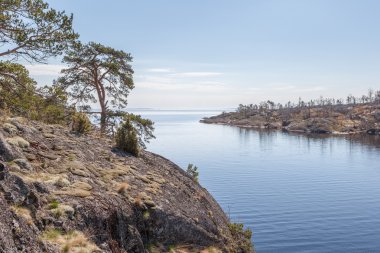 Kayalık Gölü kıyısında çam.