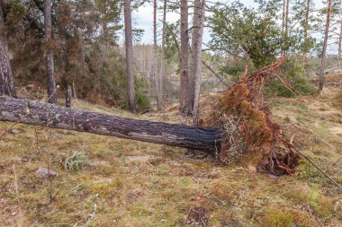 Bahar ahşap kayalık sahil kıyısında. Bir manzara