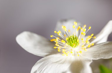 Çiçek anemone. Makro