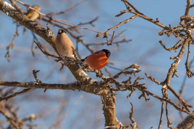 Ağaç dalları üzerinde oturan bullfinches.