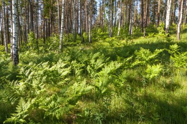 Bahar ahşap, birchwood bir fern ile. manzara