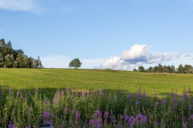 Ağaçta bir glade ile fireweed. 