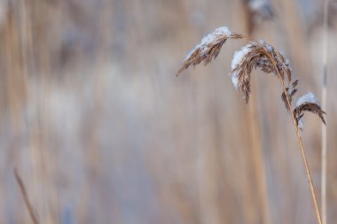 Durdu kış göl kamışı.