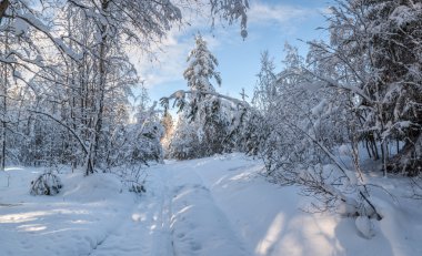 Kış kar ahşap güneş hava. manzara