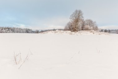 Ağaçlar karla kaplı bir kış sahada. 