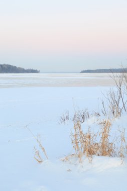 Bush donmuş gölde. Doğal bir arka plan.