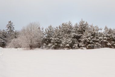 Ağaçlar karla kaplı bir kış sahada.